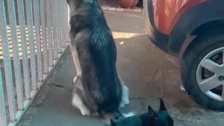 Dogs Have Unique Personalities