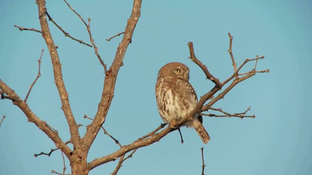 owl in tree close up