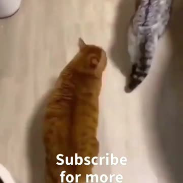 OMG So Cute Cats ♥ Best Funny Cat Videos 2023 #Short Perfect Video