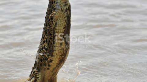 Saltwater Crocodile facts