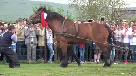 Most Powerful Horse Breed in the world