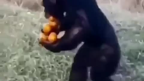 Monkey grabs everything at once.