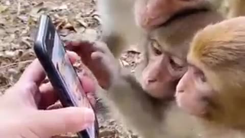 Tillu Don ka khajana hua Chore full comedy video 🤣🤣