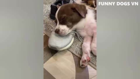 Funniest Animals Videos 2023 Dogs and Cats