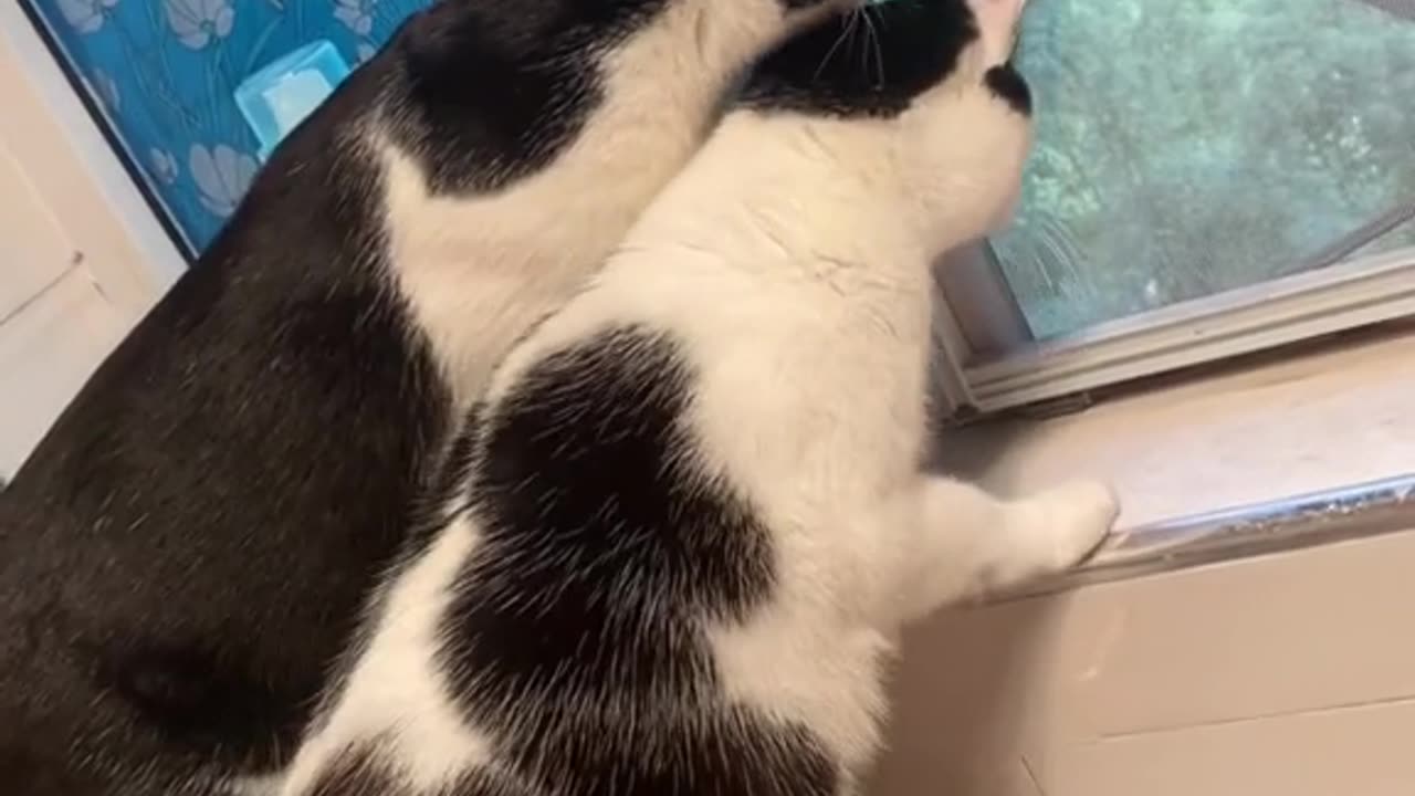###Cute cat ###
