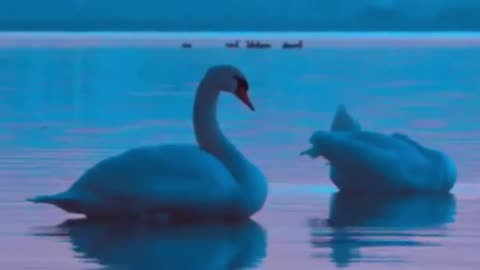 Birds love
