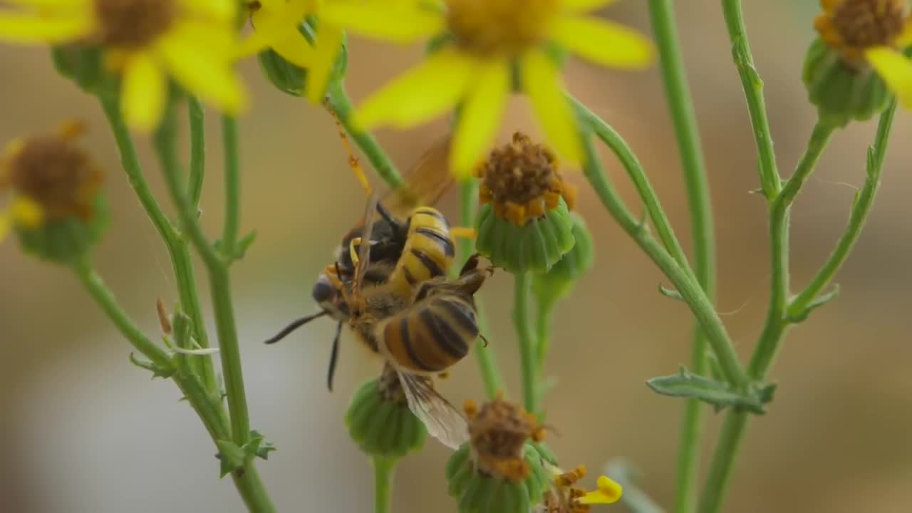 Beewolf wasp attack