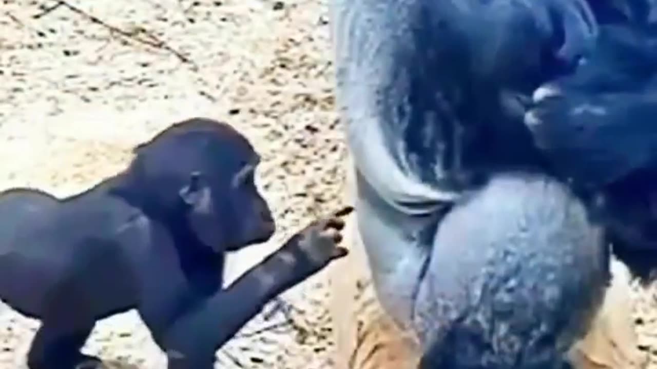 Cheeky Baby Gorilla Teases Its Patient Parent!