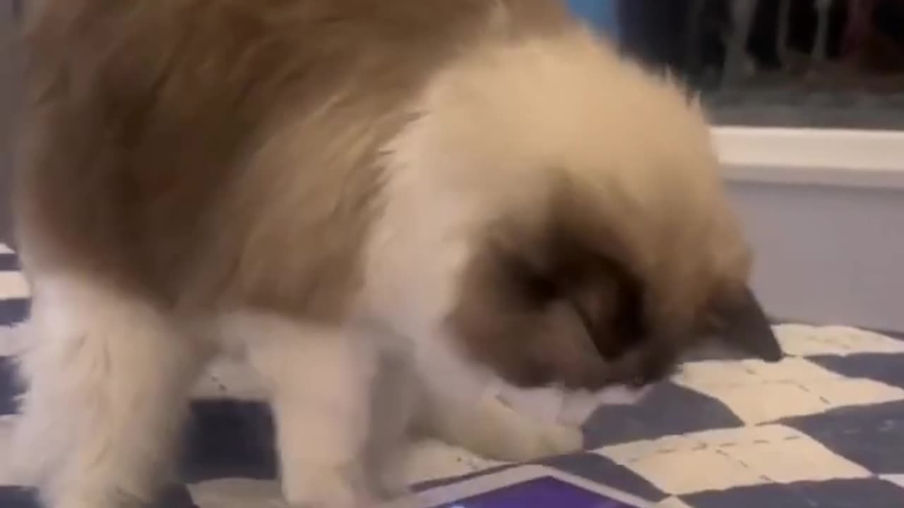 funny cats_shortvideo _shorts