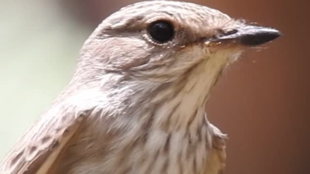 Birds in Oman | Learn about the spotted flycatcher