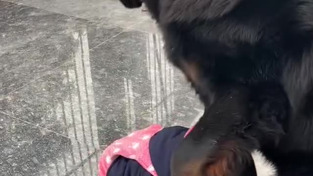 Tibetan mastiff big dog love baby