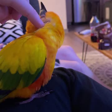 AHHHH! Parrot LOVING his scratches