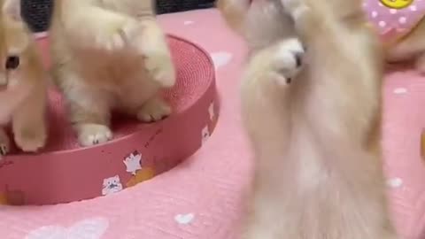 Funny baby cats