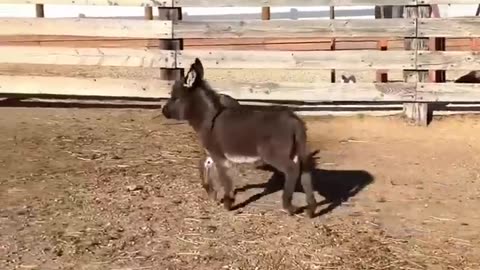 Funny animals 😂 hub, funny animals club 🤣, funny animals dancing 💃😂, funny animals fighting