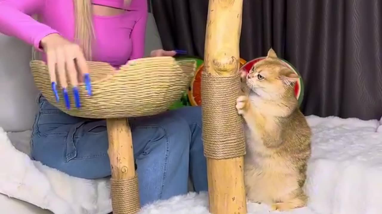 Giant CAT TREE for Nika Princess