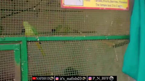 kankaria zoo ahmedabad VLOG || अहमदाबाद का चिड़ियाघर @nafish03