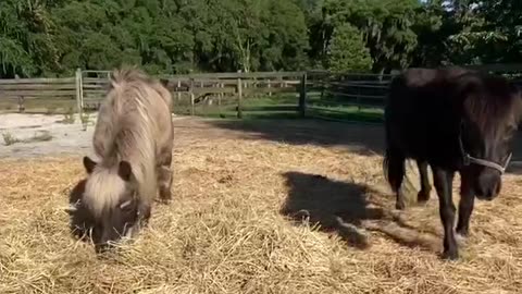 Horse video