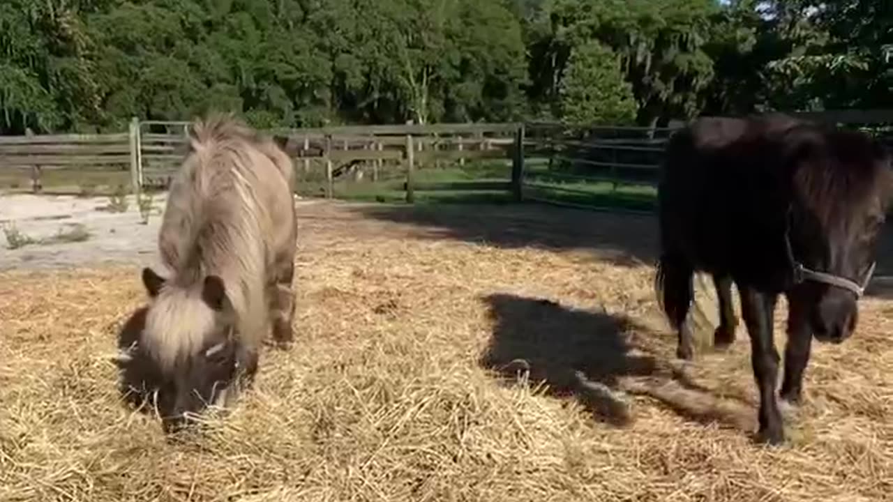 Horse video