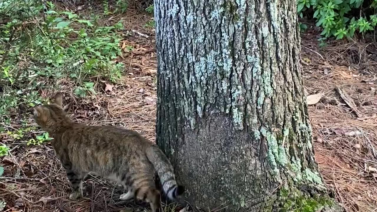 the way😺 TINY CAT PULLS HERSELF TOWARD TREE 😹 HOPS & LOOKS UP &... #cutest #best #funnycats #amazing