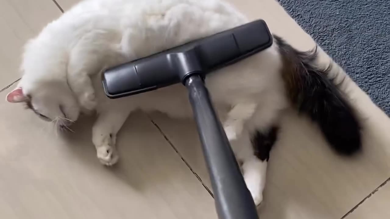 Cats are the weirdest creatures 🤣