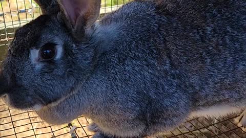 Baby bunnies!!!