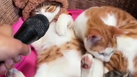 Funny & Cute Cats Compilation