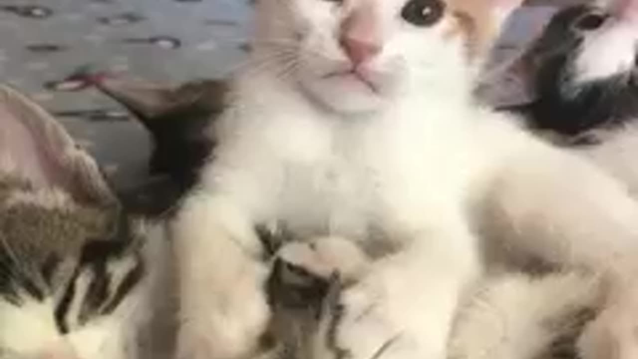 Beautiful Baby cats very funny plying with each other.