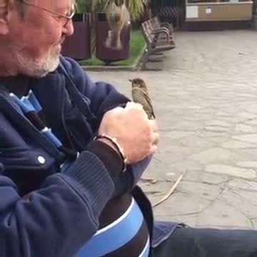 Hombre alimenta con la mano a gorriones salvajes en el parque