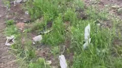 Russians Becoming One with the Roadside