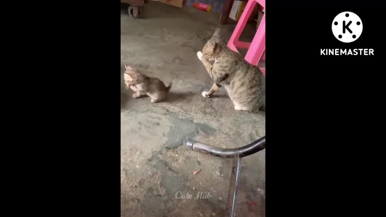 Cute baby cats🥰🥰🥰 and his mom.