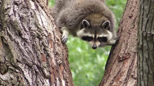 Raccoon the small sized mammals