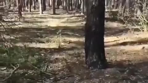 Footage of one of the clashes in the Kyiv region