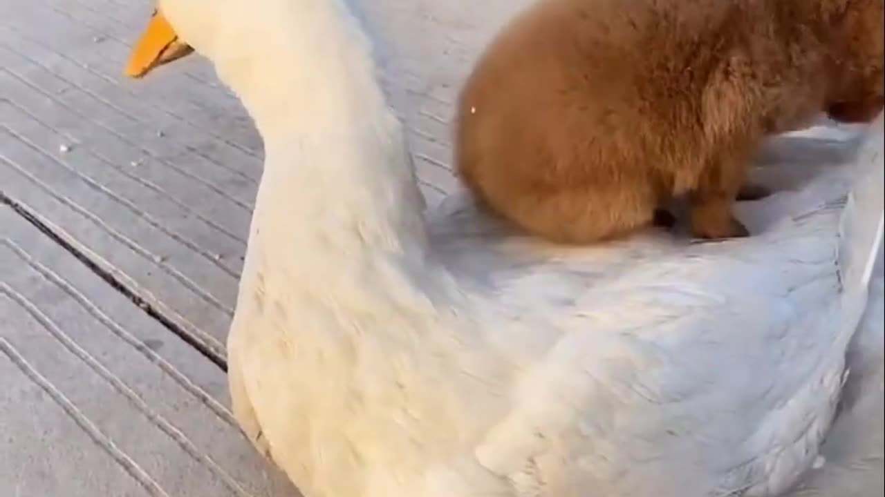 Thet are best friend goose and puppies