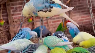 Wonderful mix bird aviary with colourful budgies and love birds #bird #birds #nature #aviary #budgie