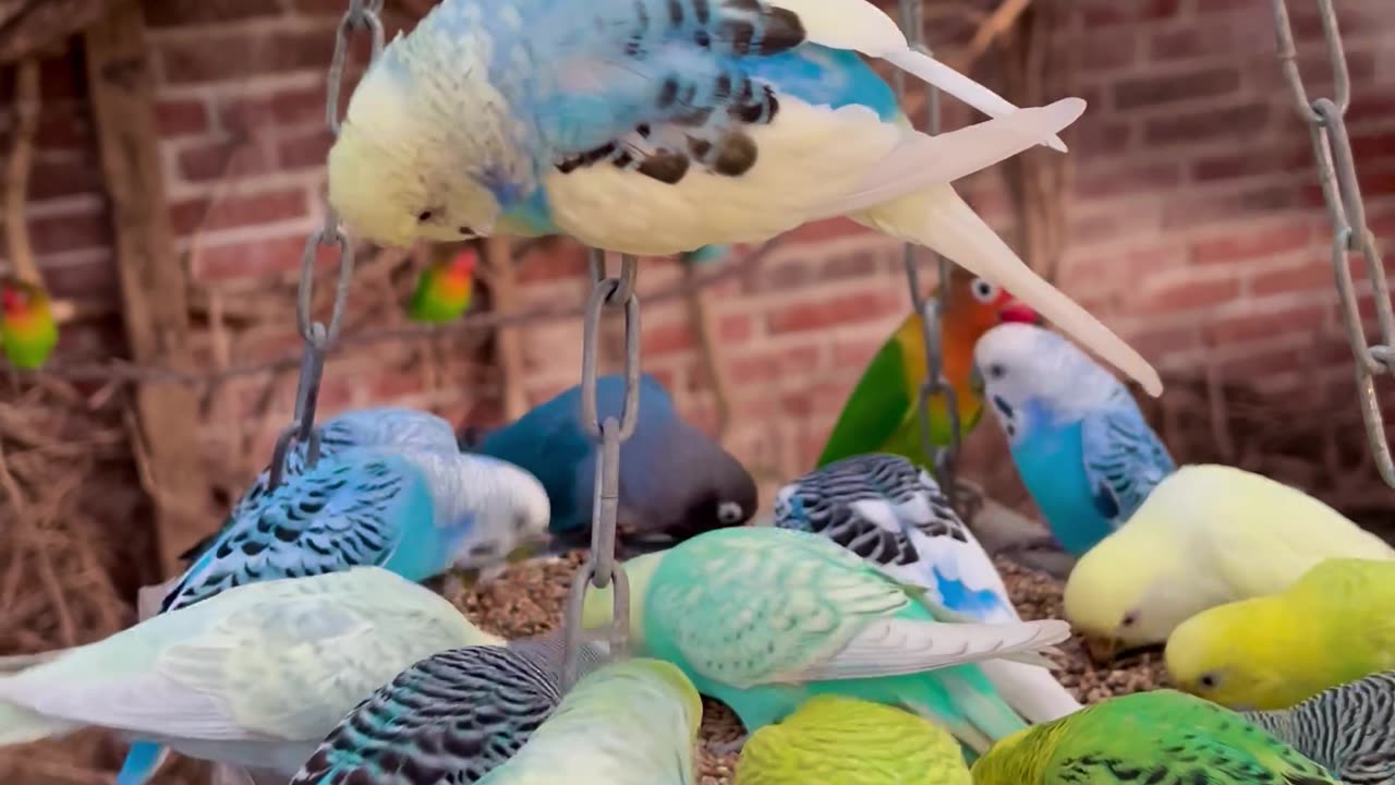 Wonderful mix bird aviary with colourful budgies and love birds #bird #birds #nature #aviary #budgie