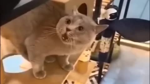 Funniest cat