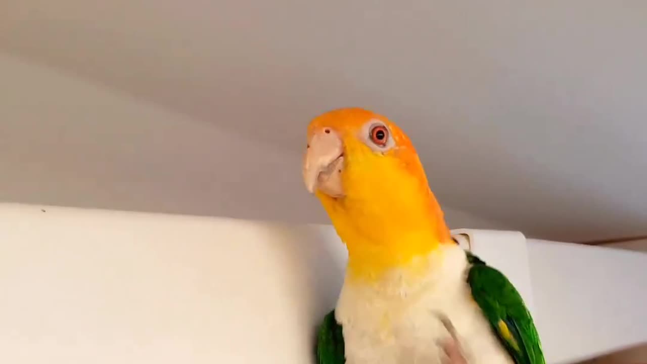 Funny parrot dance