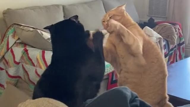 Cats playing patty cake