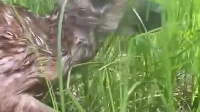 Kayaker Rescues Baby Deer Drowning in River