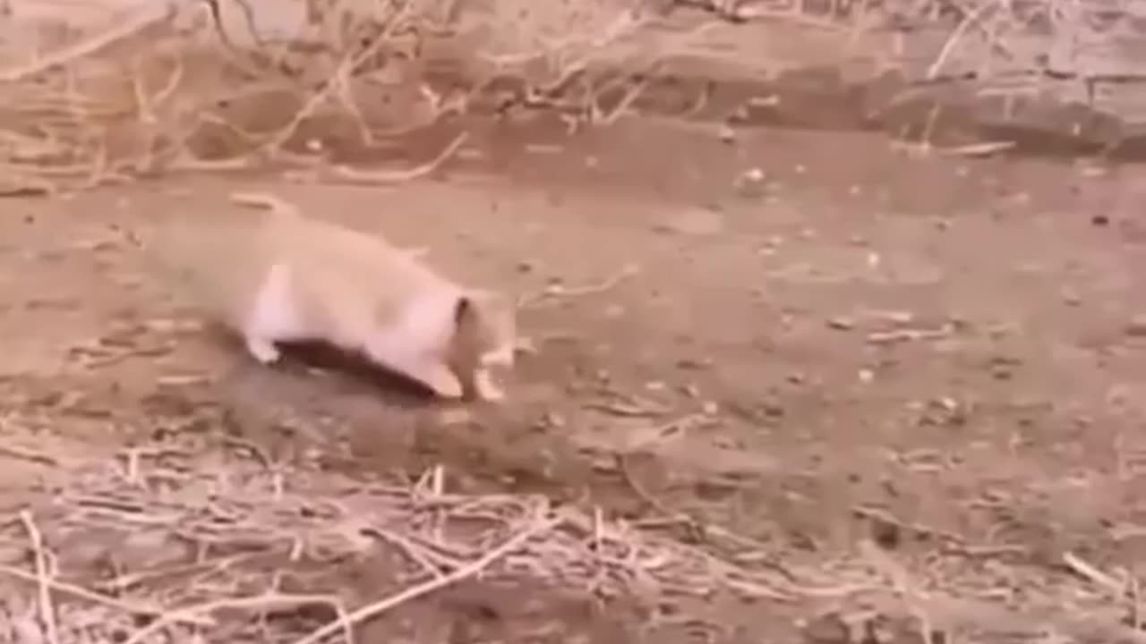 the hunter cat