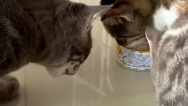 261_let me eat first!🥰 #cat #catsoftiktok #catslovers #foryou