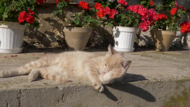 cute cat