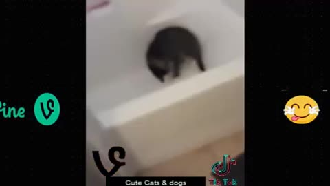 Funny animal