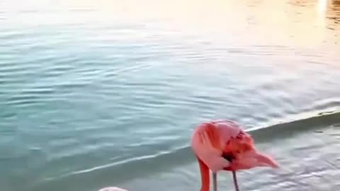 flamingos