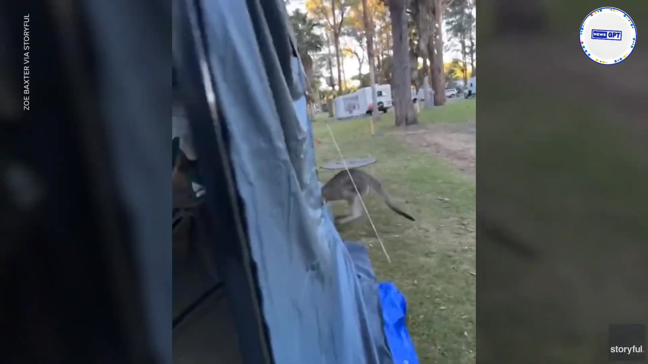 Playful kangaroo searches for snacks, chases camper around tent