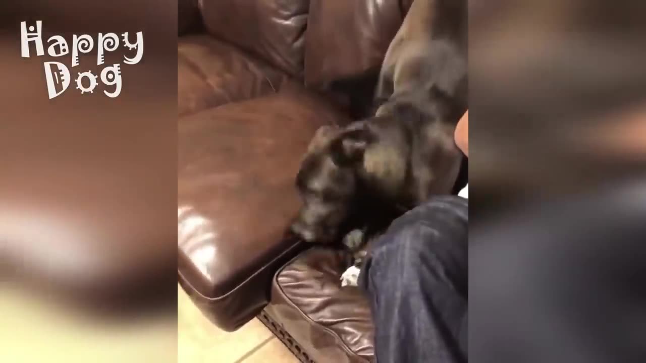 Funny animals - Funny cats _ dogs - Funny animal videos #86