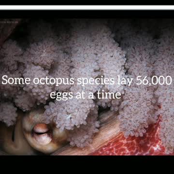 Did You Know? Some octopus species lay 56,000 eggs at a time || FACTS || TRIVIA