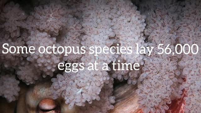 Did You Know? Some octopus species lay 56,000 eggs at a time || FACTS || TRIVIA