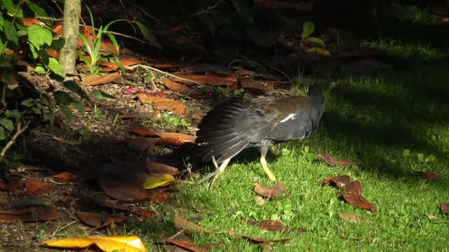 Moorhen (Gallinula Chloropus)