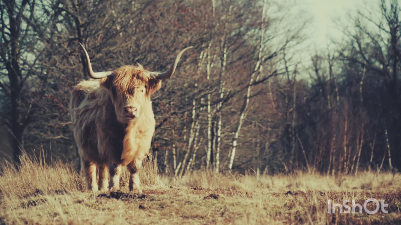 Wildlife animals